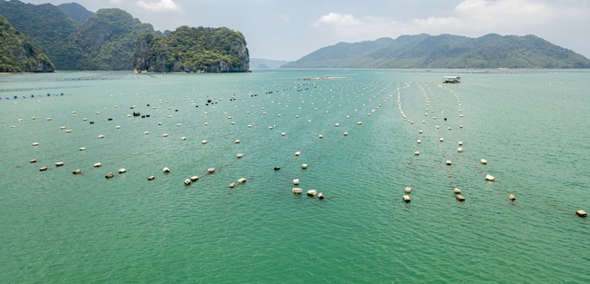 Vùng biển thuộc huyện Vân Đồn còn nhiều điểm nuôi trồng thủy sản trái phép sử dụng phao xốp. Ảnh: Quốc Nam.