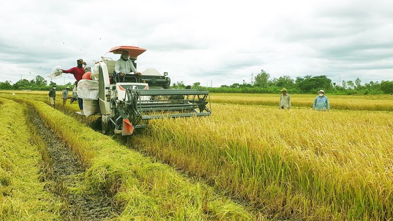 Giá lúa gạo hôm nay tại các tỉnh Đồng bằng sông Cửu Long không biến động