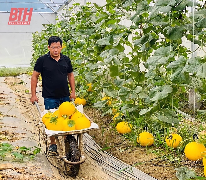 Mô hình trồng dưa vàng quy mô lớn theo hướng hàng hóa tại HTX Nông nghiệp và Phát triển nông thôn Thọ Lâm (Thọ Xuân).