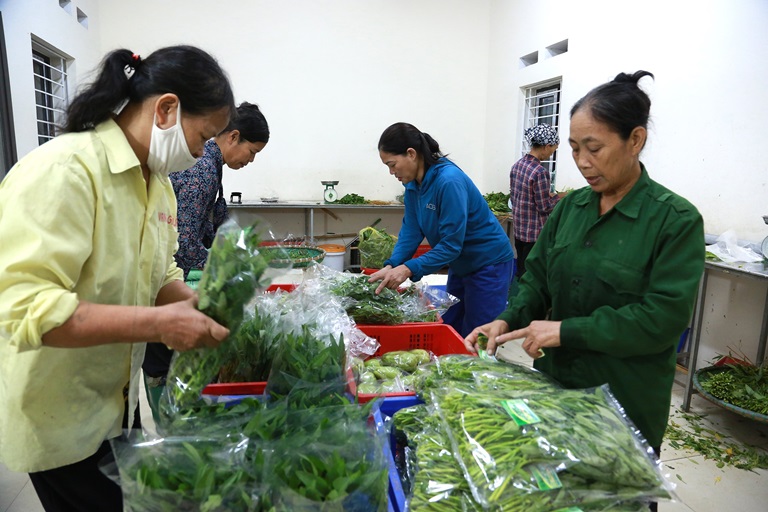 TP Vĩnh Yên( Vĩnh Phúc): Chú trọng phát triển Nông nhiệp theo hướng bền vững