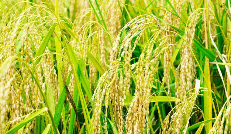 Giá lúa gạo hôm nay 1/6 tại các tỉnh Đồng bằng sông Cửu Long tiếp tục giữ giá ổn định