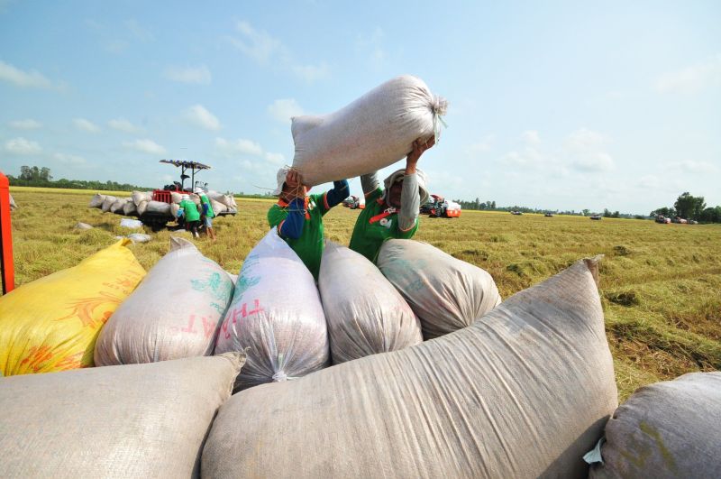 Giá lúa gạo hôm nay điều chỉnh tăng với gạo xuất khẩu