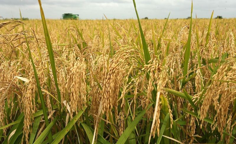 Giá lúa gạo hôm nay tiếp tục neo cao