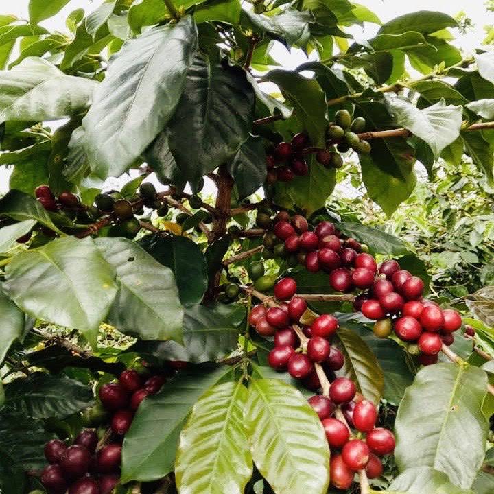 Giá cà phê trong nước hôm nay 4/6 tại các tỉnh khu vực Tây Nguyên giảm 500 đồng/kg. ( Ảnh minh hoạ)