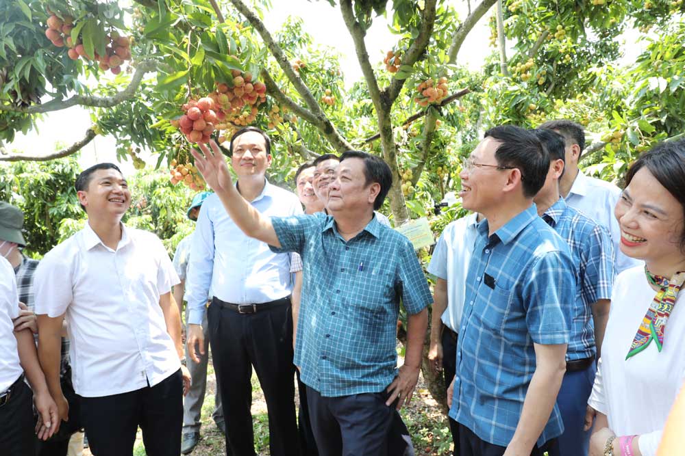 Bộ trưởng Lê Minh Hoan thăm vườn vải thiều của hộ ông Trần Văn Hành, thôn Chão, xã Giáp Sơn