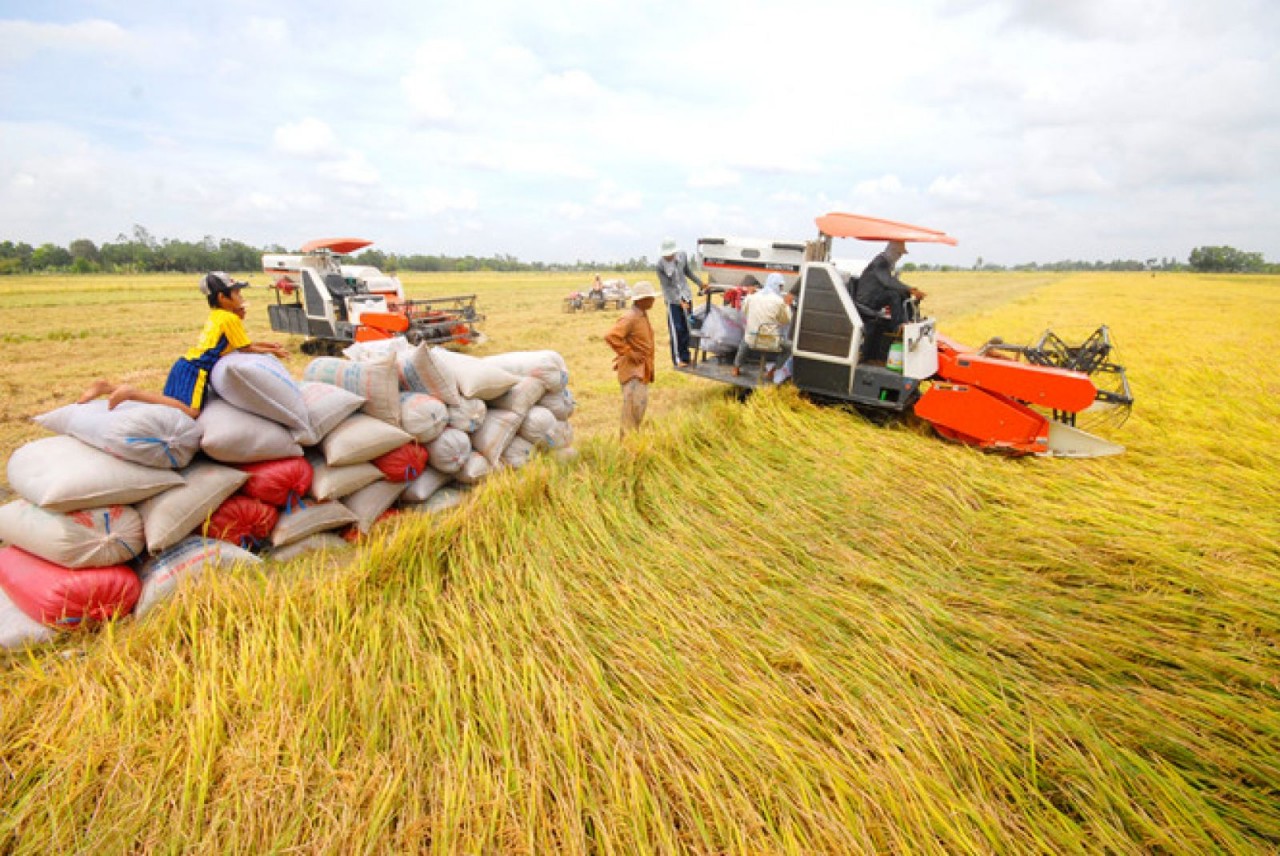 Giá lúa gạo hôm nay tăng 100 đồng/kg