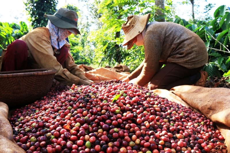 Xuất khẩu cà phê Việt Nam có nhiều tích cực, trong 5 tháng đầu năm đã xuất khẩu được 2 tỷ USD. ( Ảnh minh họa).