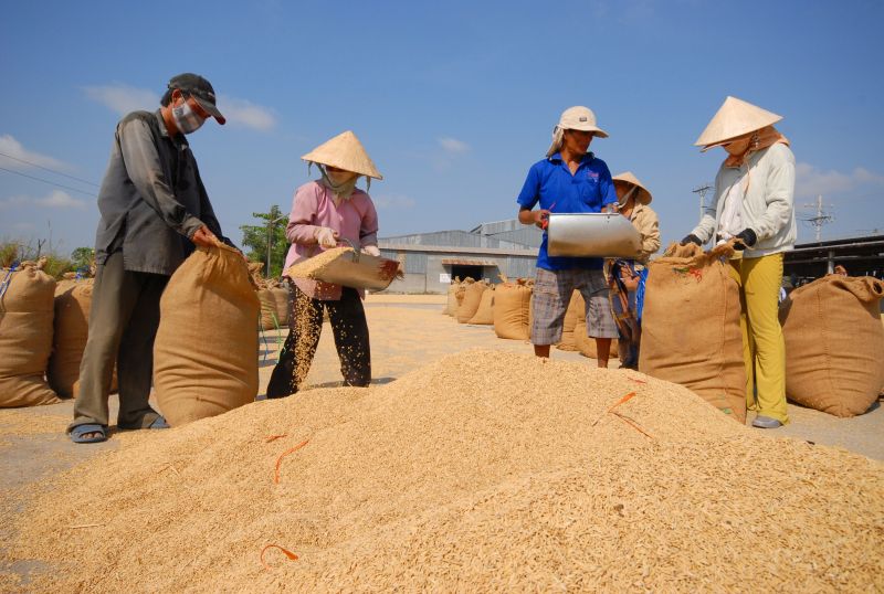 Giá lúa gạo hôm nay tiếp đà tăng với gạo nguyên liệu. (Ảnh minh hoạ)