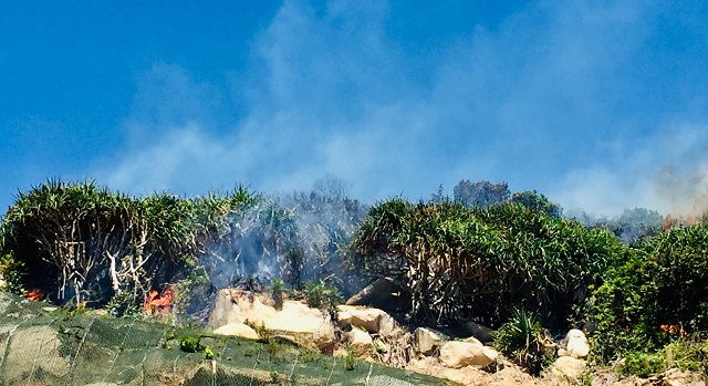 Hiện trường vụ ch&aacute;y rừng ở C&aacute;t Hải &ndash; Ph&ugrave; C&aacute;t &ndash; B&igrave;nh Định.