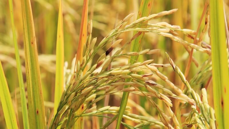 Giá lúa gạo hôm nay tăng 100 đồng/kg