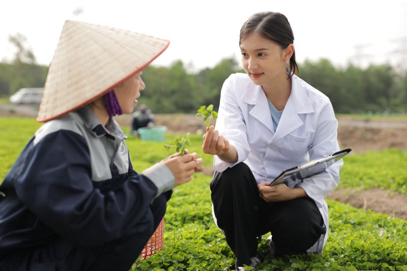 Các kỹ sư đánh giá định kỳ chất lượng và hướng dẫn bà con kỹ thuật trồng rau má chuẩn VietGAP