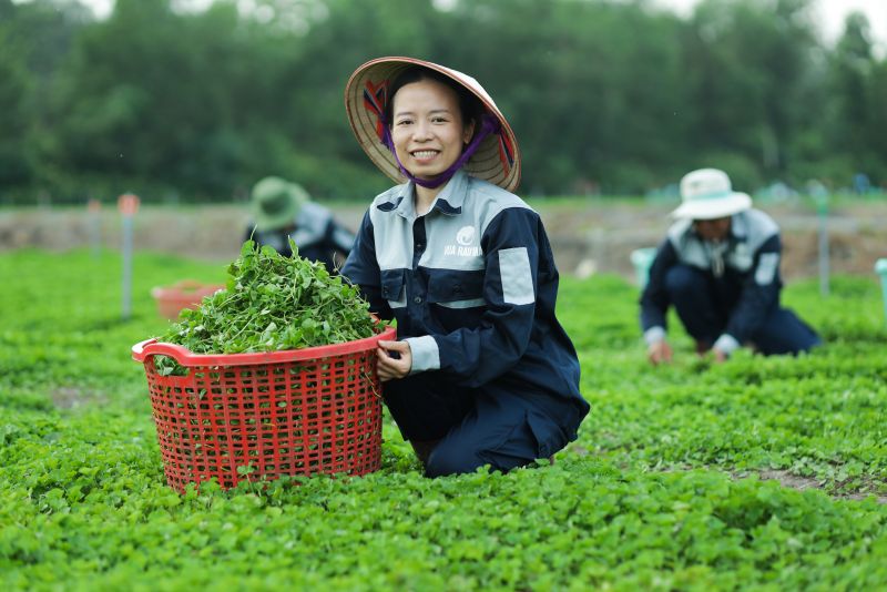 Nông dân thu nhập 7 - 15 triệu đồng/tháng nhờ làm việc tại nông trường rau má