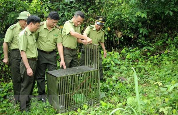 Quảng Ninh: Thả 10 cá thể khỉ về môi trường tự nhiên tại Vân Đồn