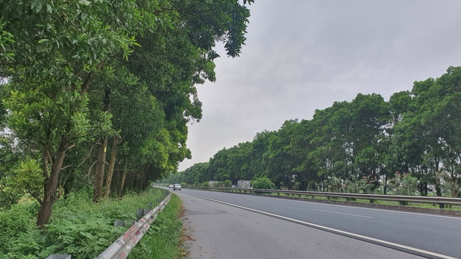 Hàng cây xanh mát hai bên đường cao tốc Cầu Giẽ - Ninh Bình.