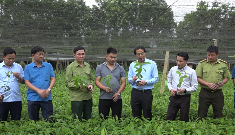 Lãnh đạo tỉnh Lào Cai và huyện Bảo Yên thăm một vườn ươm giống quế ở xã Xuân Hòa. Ảnh: KC