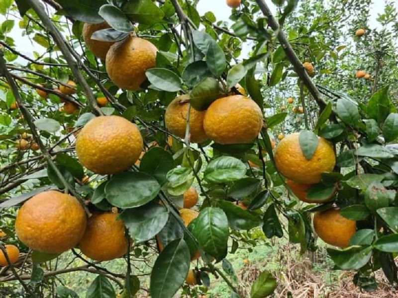 Trồng, chăm sóc cam theo tiêu chuẩn hữu cơ đang được người trồng cam ở Hàm Yên nhân rộng