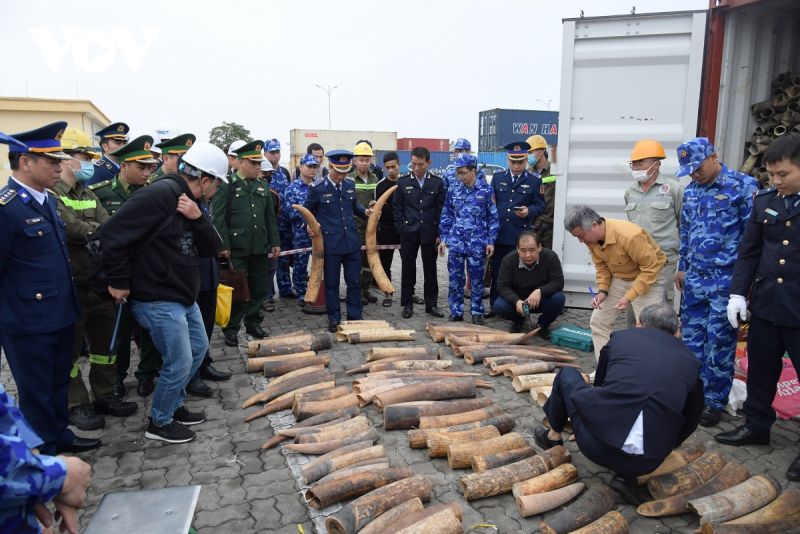 Bộ Tư lệnh Vùng Cảnh sát biển 1 phối hợp Cục Hải quan Hải Phòng bắt giữ gần nửa tấn ngà voi nhập lậu