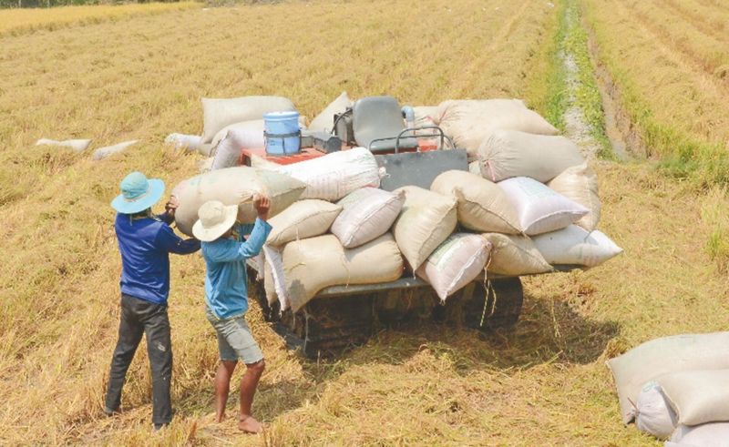 Giá lúa gạo hôm nay tăng 50 - 100 đồng/kg