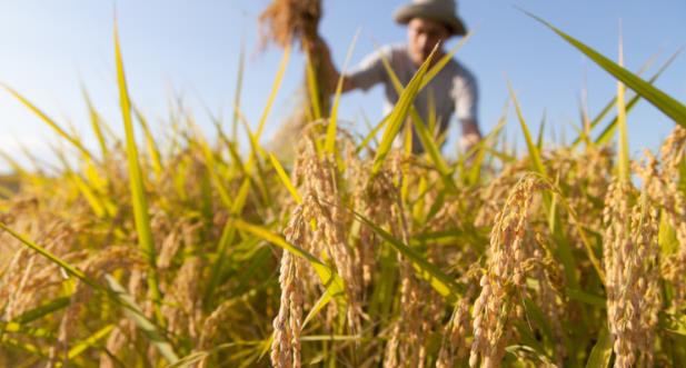 Giá lúa gạo hôm nay tiếp đà tăng 50 - 100 đồng/kg