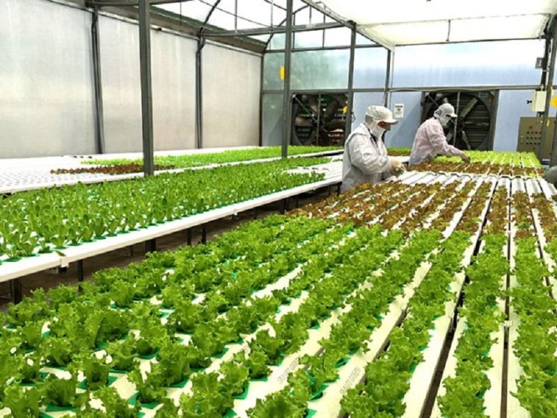 Người dân tỉnh Hải Dương đã áp dụng khoa học vào phát triển nông nghiệp sạch Người dân tỉnh Hải Dương đã áp dụng khoa học vào phát triển nông nghiệp sạch