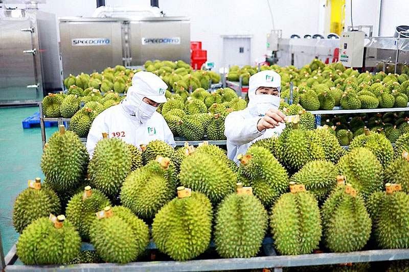 Sầu riêng được coi là mặt hàng rau quả xuất khẩu trọng điểm của Việt Nam trong 6 tháng năm 2023