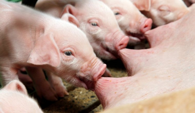 Giá heo hơi hôm nay 8/7: Tiếp tục tăng nhẹ ở miền Bắc và Tây Nguyên