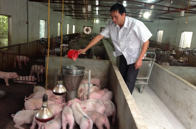 Người dân nên mua thức ăn chăn nuôi ở các cơ sở có uy tín để bảo đảm chất lượng.