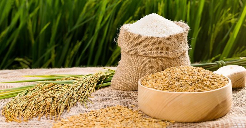 Giá lúa gạo hôm nay 9/7: Thị trường trong nước ổn định, xuất khẩu tăng