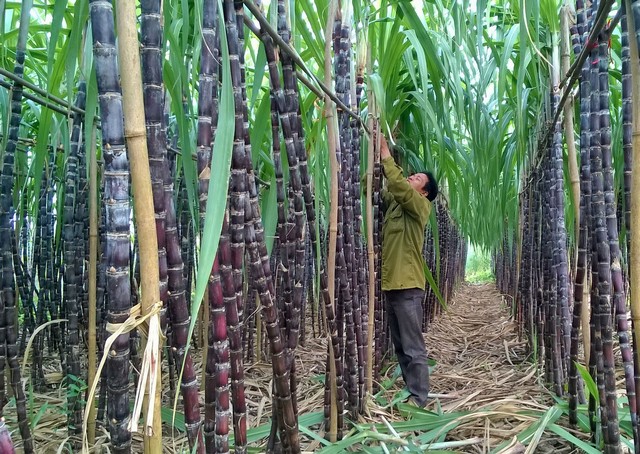 Thị trường hàng hóa liên tục đảo chiều trong tuần qua