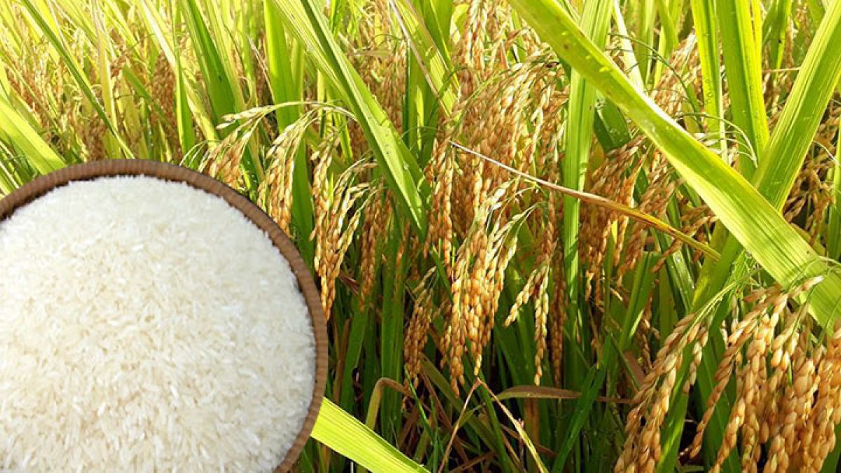 Giá lúa gạo hôm nay 10/7: Thị trường lúa Hè Thu neo cao