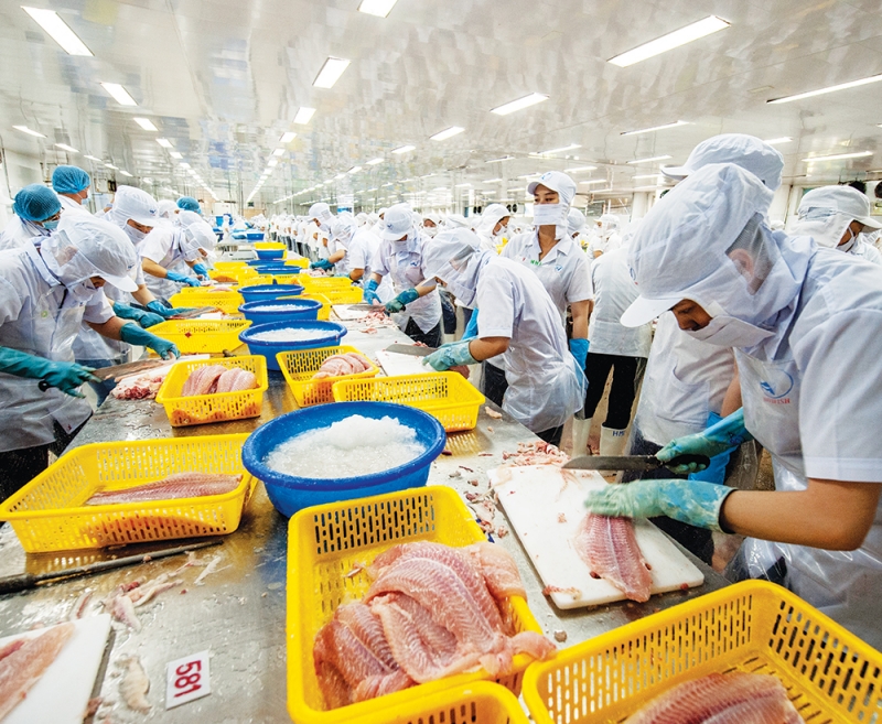 Xuất khẩu cá tra giảm liên tục, người nuôi chật vật tìm đầu ra