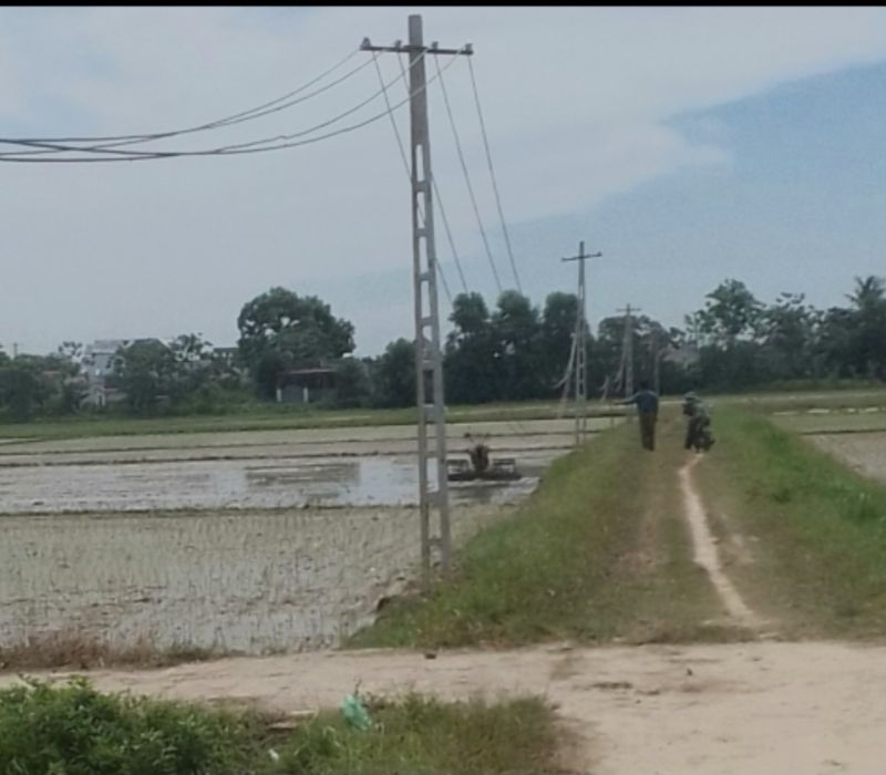 Hàng cột điện sau khi tạm khắc phục, cột bị nghiêng và dây điện võng và chỉ cách mặt đất chừng 1m, tiềm ẩn nguy cơ gây mất an toàn cho người dân.