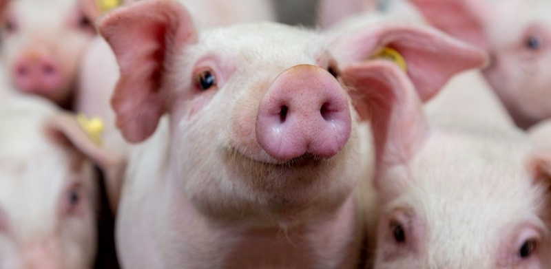 Giá heo hơi hôm nay 15/7: Biến động trái chiều, cao nhất 66.000 đồng/Kg