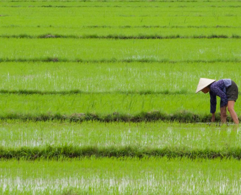 Thúc đẩy hoạt động hiệu quả mô hình hợp tác xã nông nghiệp