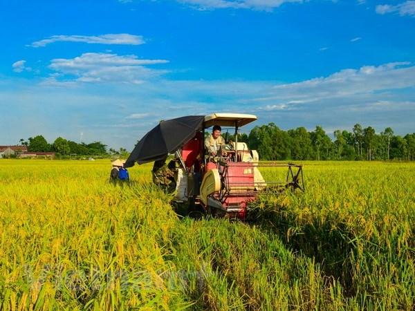 Giá lúa gạo hôm nay giảm với một số chủng loại. (Ảnh minh hoạ)