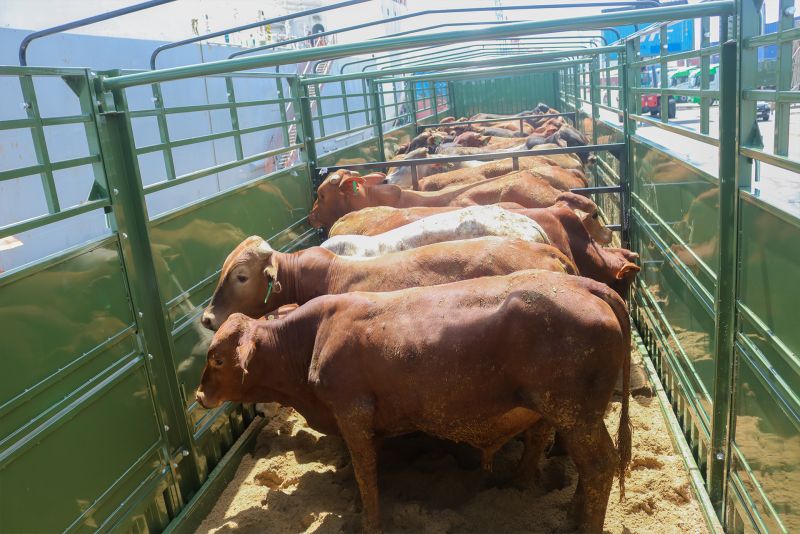 Kế hoạch năm 2023, công ty sẽ vận chuyển gần 61.500 con bò và gần 120.800 tấn thức ăn gia súc