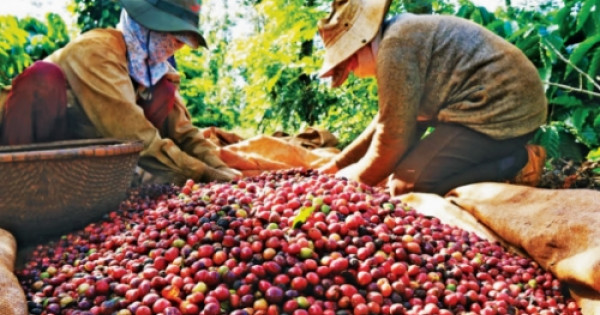 Giá cà phê hôm nay 22/7: Thị trường trong nước giảm mạnh