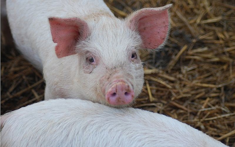 Giá heo hơi hôm nay 22/7: Tiếp tục giảm giá trên diện rộng