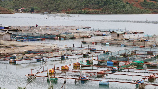 Nông dân huyện Quỳnh Nhai (Sơn La) tận dụng lợi thế diện tích mặt hồ thủy điện rộng lớn sử dụng để nuôi cá lồng