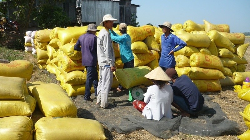 Giá lúa gạo hôm nay tiếp tục đà tăng