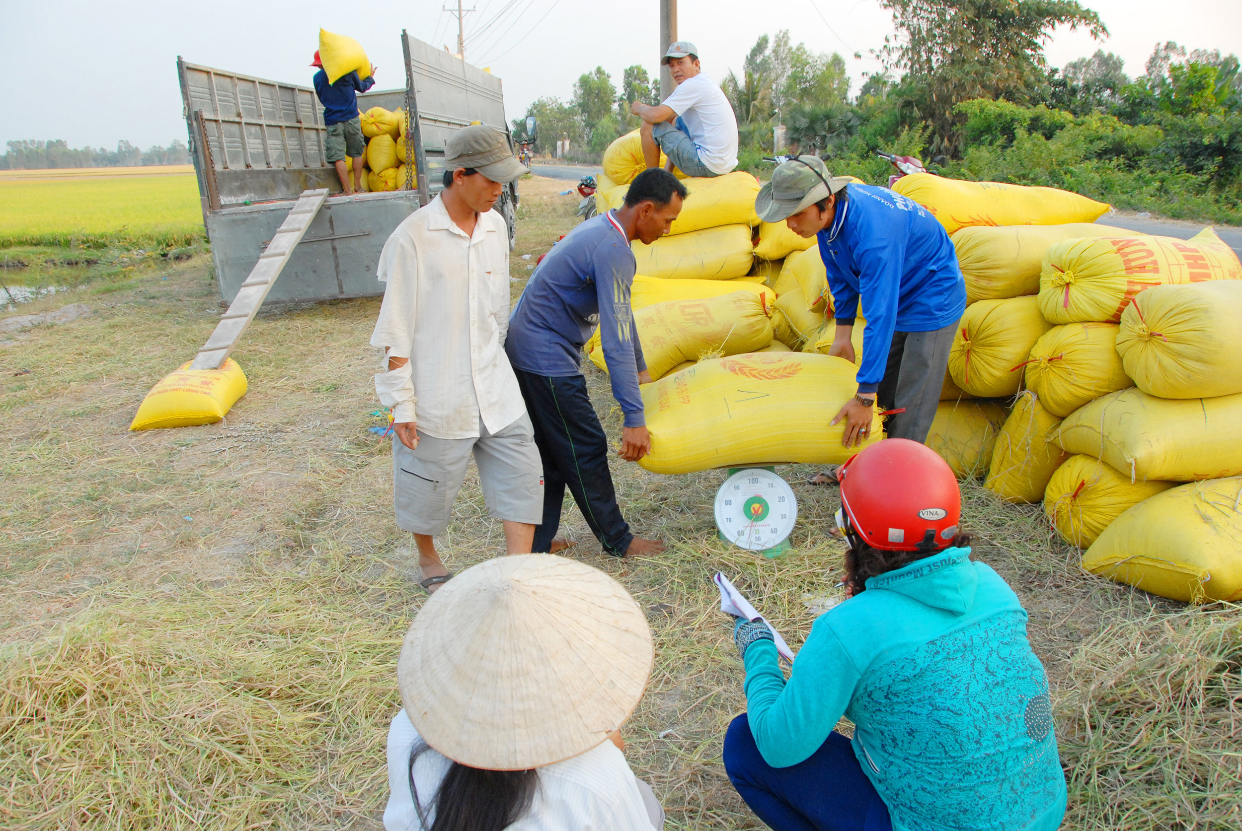 Giá lúa hôm nay tiếp đà tăng với gạo