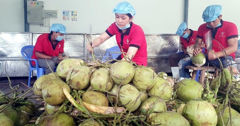 Doanh nghiệp sẵn sàng đưa dừa tươi "xuất ngoại"