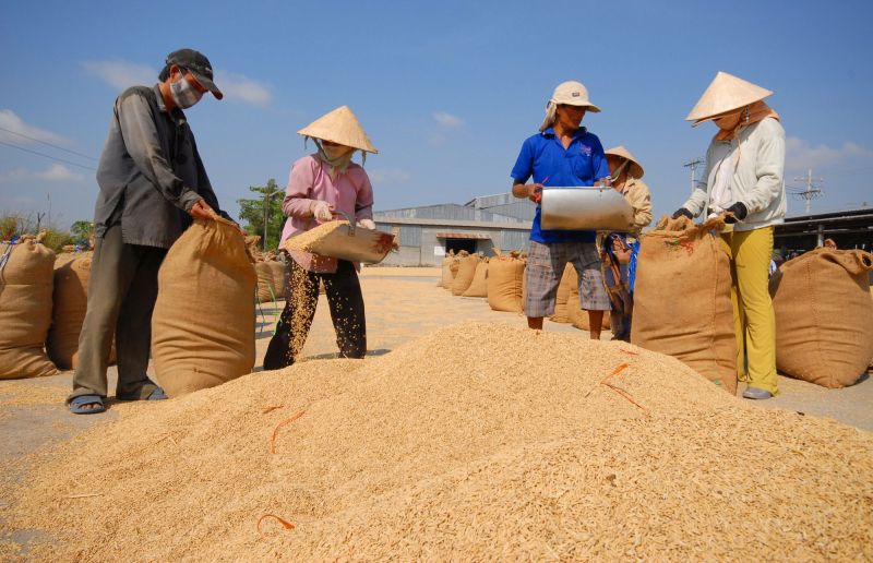 Giá lúa gạo hôm nay tiếp tục neo cao