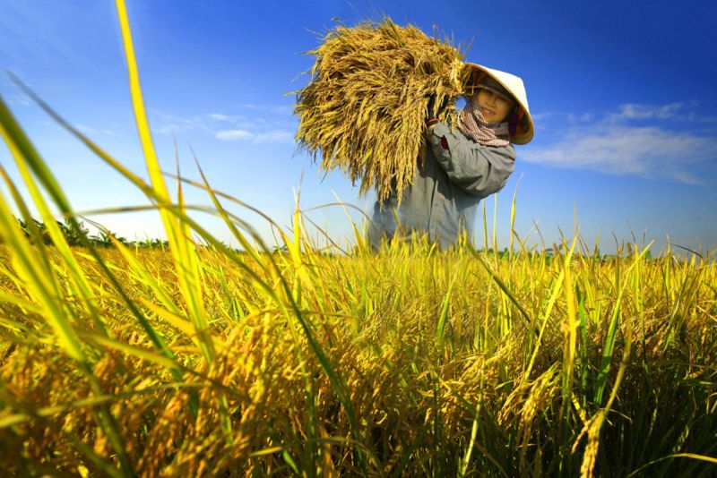 Nga và UAE cấm xuất khẩu gạo, liệu gạo Việt Nam có hưởng lợi?