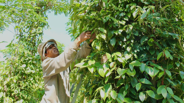 Thủ tướng chỉ đạo hỗ trợ các doanh nghiệp xuất khẩu hồ tiêu sang thị trường UAE