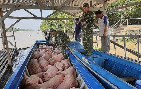 Xử lý nghiêm các trường hợp buôn bán, vận chuyển trái phép lợn qua biên giới vào Việt Nam