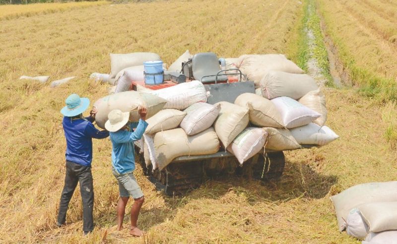 Giá lúa gạo hôm nay tiếp tục tăng