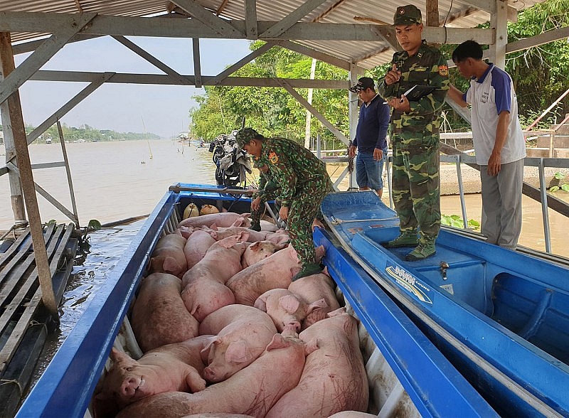 Lực lượng chức năng ngăn chặn việc vận chuyển, buôn bán trái phép heo vào Việt Nam