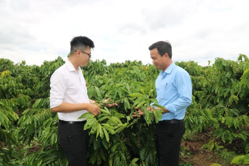 Cán bộ tín dụng Agribank Chi nhánh huyện Ea Kar thăm vườn cây cà phê tái canh thành công tại Công ty Cà phê 721 ở thôn 11, xã Cư Ni
