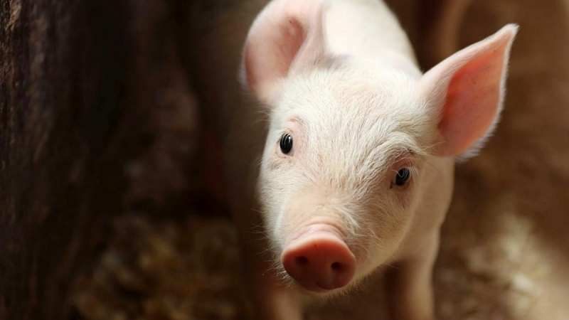 Giá heo hơi hôm nay 5/8: Tăng giảm không đồng nhất trên cả nước